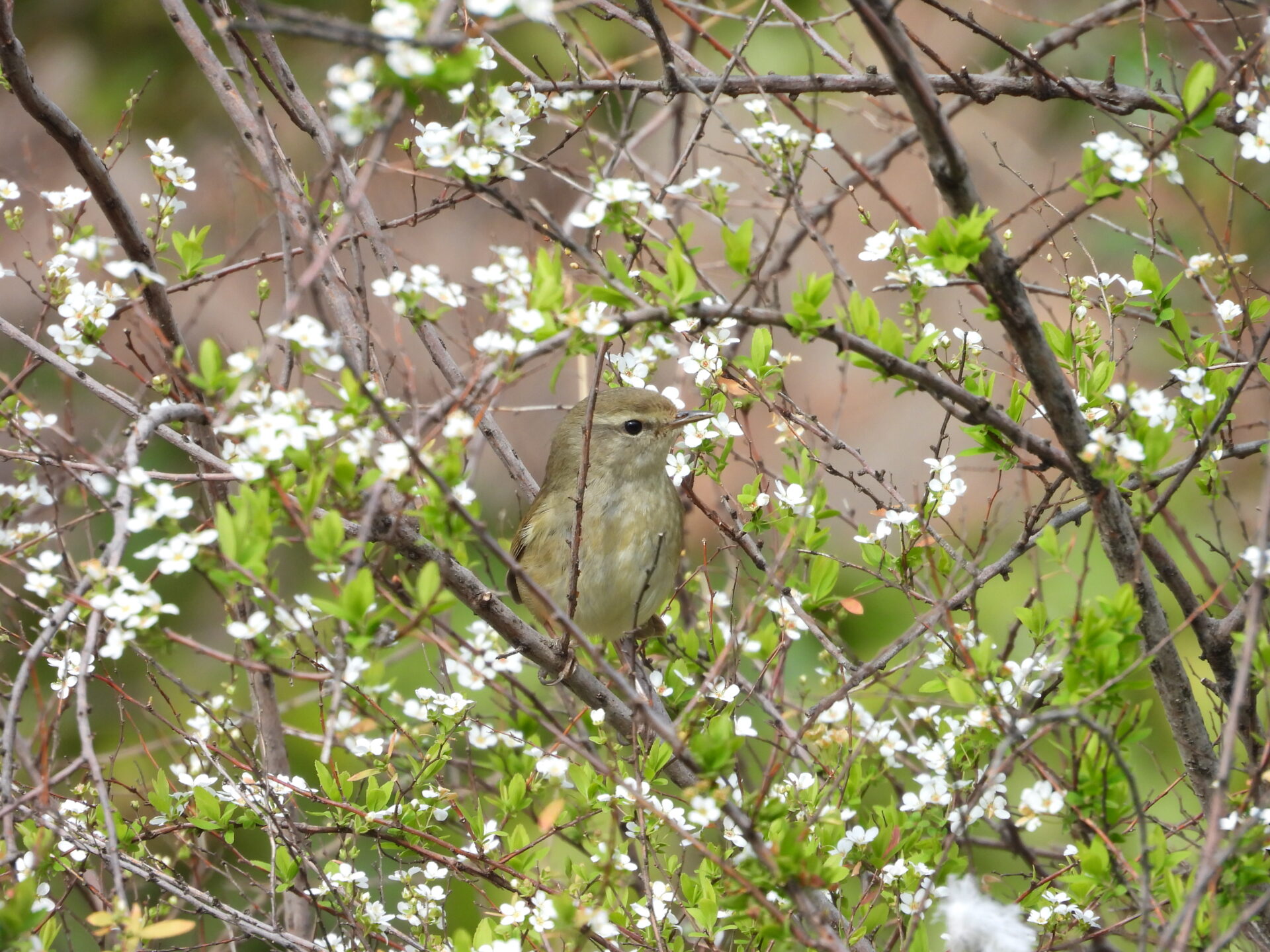 ウグイス 美しいさえずりの意味と歴史 – peckersの野鳥ブログ