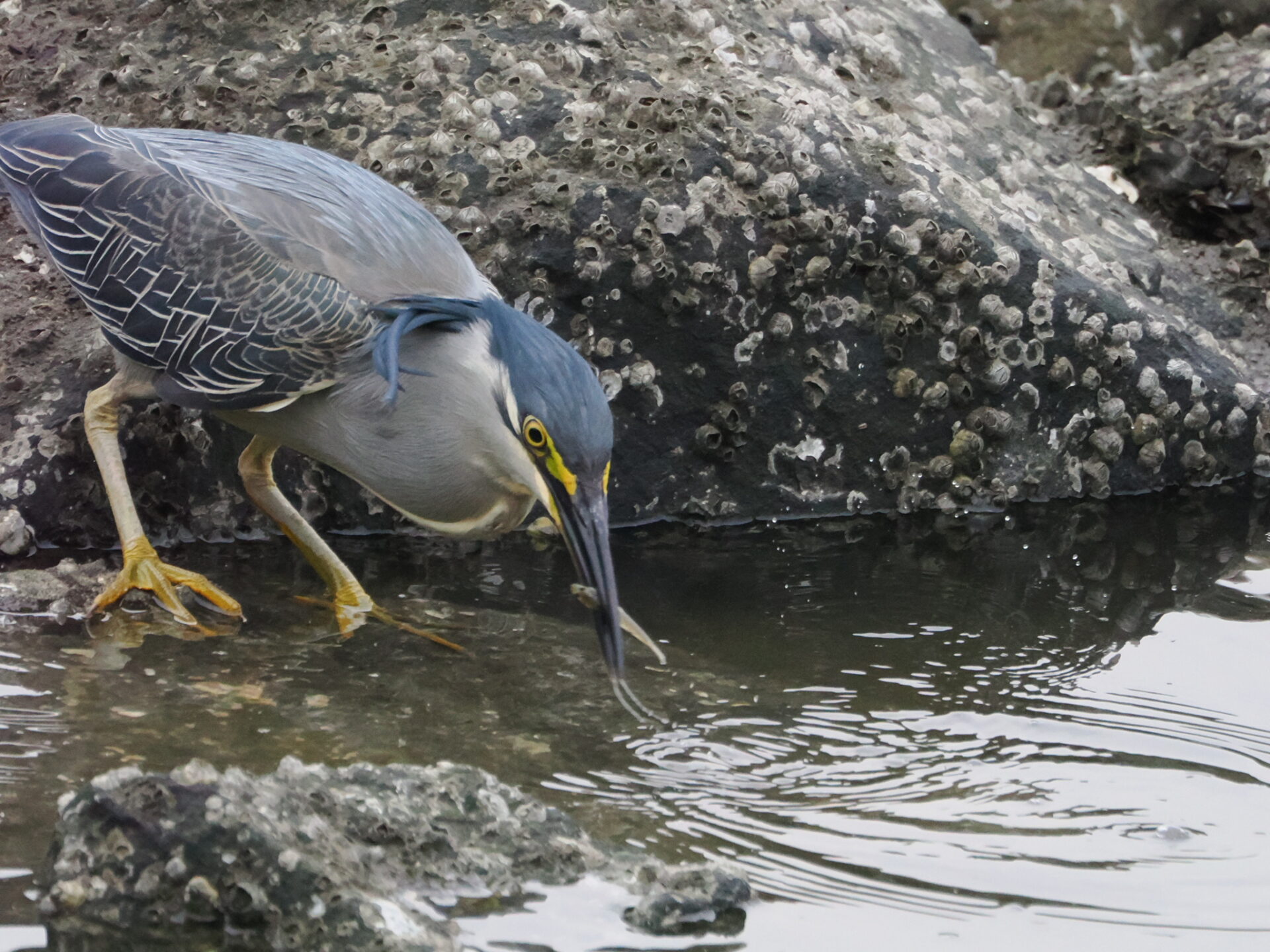一年を通して観察を楽しめる水辺の名ハンター サギの生態と魅力 – peckersの野鳥ブログ