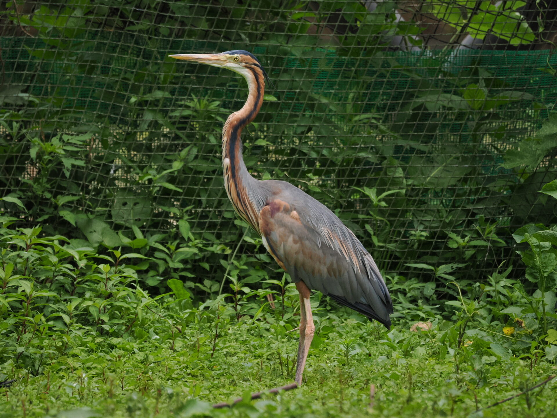 一年を通して観察を楽しめる水辺の名ハンター サギの生態と魅力 – peckersの野鳥ブログ